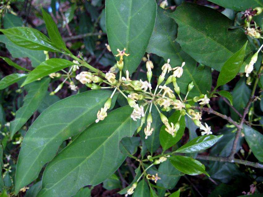 Aidia canthioides 香楠