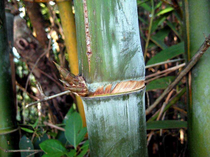 Bambusa malingensis 