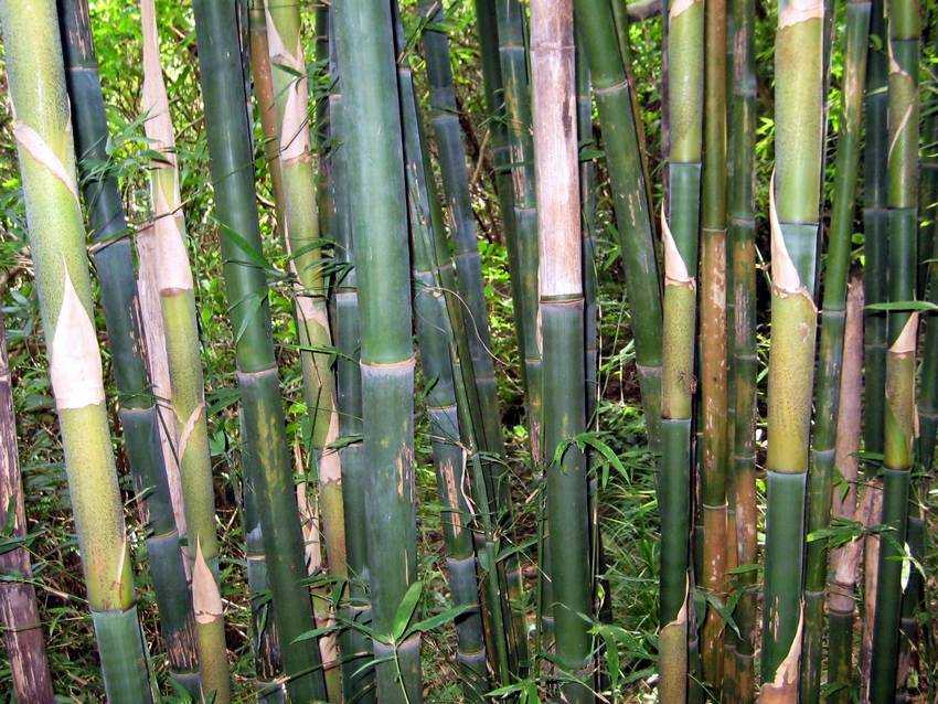 Bambusa pachinensis ̿z