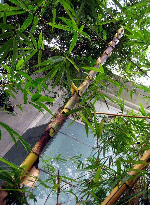 Bambusa vulgaris v. striata Ѧ