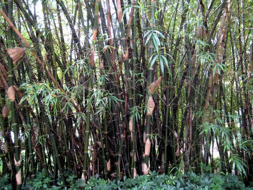 Bambusa ventricosa {