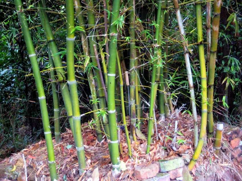 Bambusa ventricosa (golden) 金佛肚竹