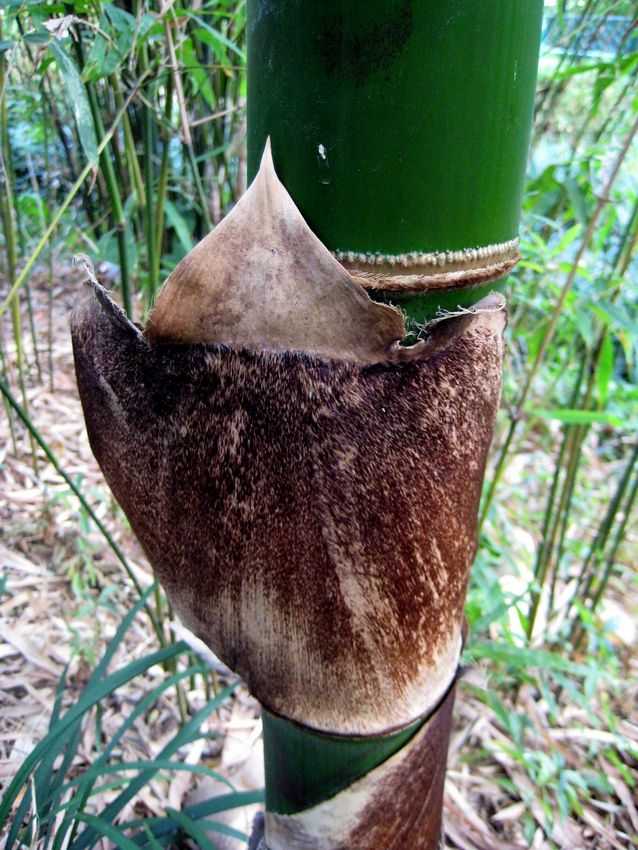 Bambusa vulgaris s