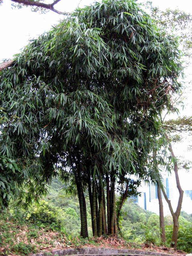 Bambusa vulgaris Wamin j{