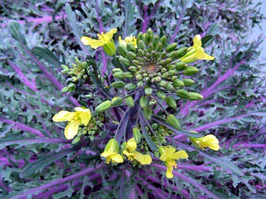 Brassica oleracea var. acephala Ц