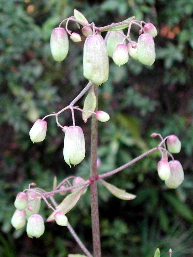 Bryophyllum pinnatum 落地生根