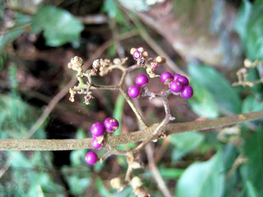 Callicarpa rubella 紅紫珠