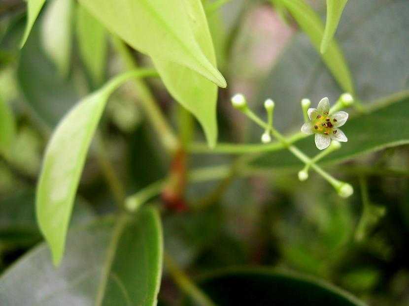 Cinnamomum parthenoxylon 黃樟