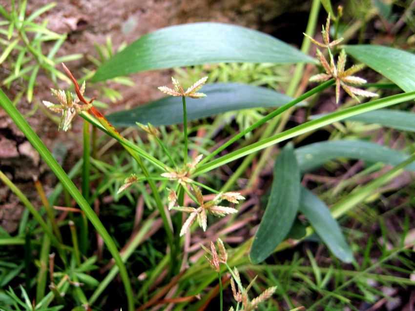 Cyperus tenuispica 窄穗莎草