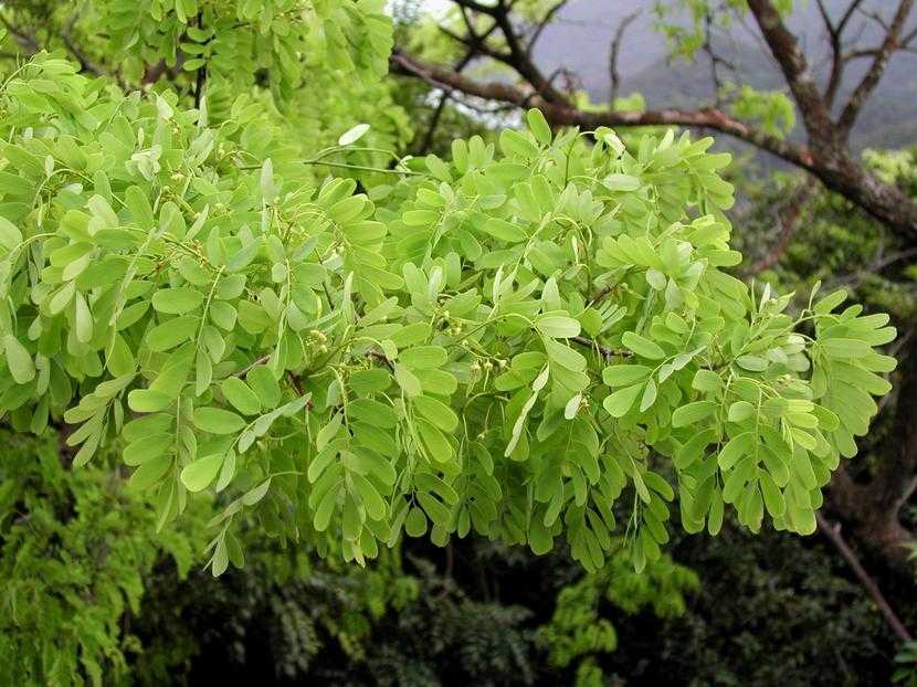 Dalbergia hancei 藤黃檀