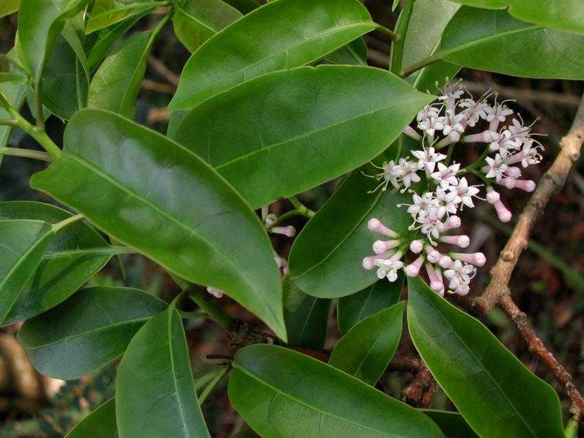 Ehretia longiflora 長花厚殼樹