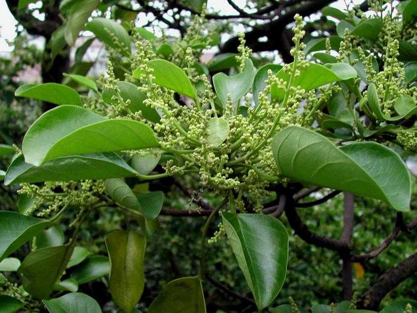 Endospermum chinense 黃桐