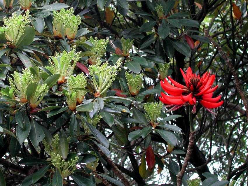Erythrina variegata 刺桐
