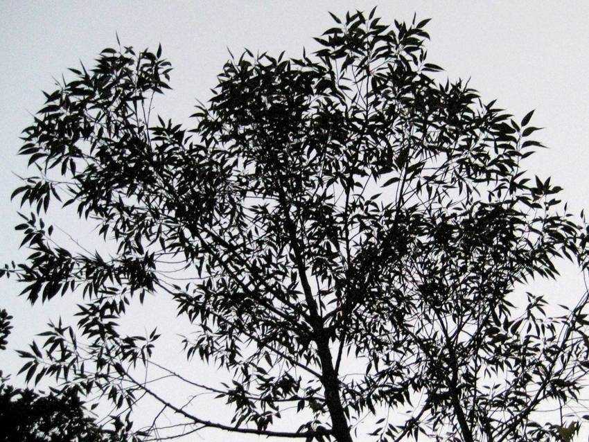 Eucalyptus robusta 大葉桉