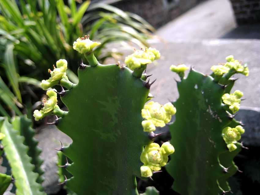 Euphorbia antiquorum 火殃勒