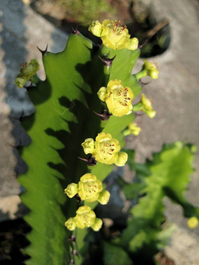 Euphorbia antiquorum 火殃勒