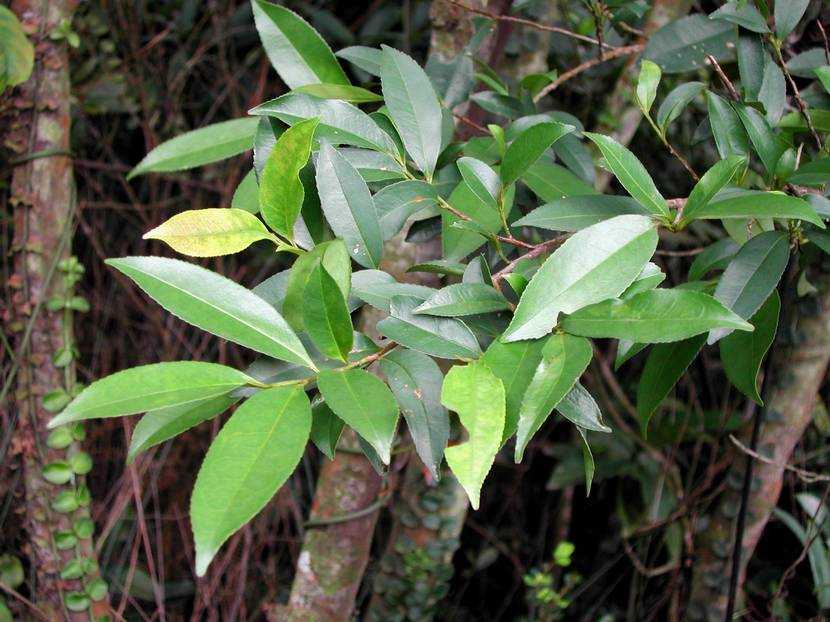 Eurya japonica 日本柃