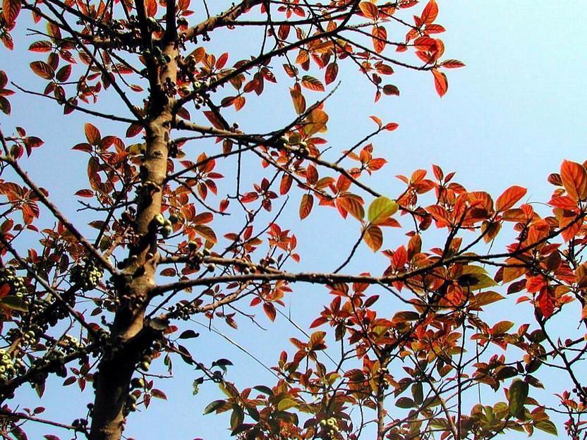 Ficus variegata v. chloroca 青果榕