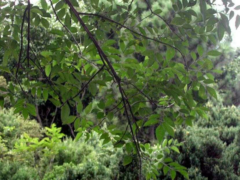 Fraxinus formosana 台灣白蜡