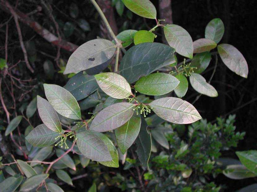 Gardneria multiflora 蓬萊葛