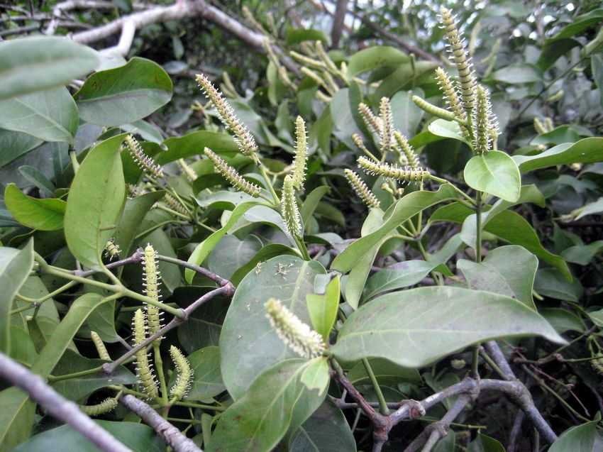 Gnetum parvifolium 小葉買麻藤