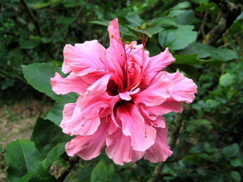 Hibiscus rosa-sinensis v rubro-plenus Sweet 重瓣朱槿