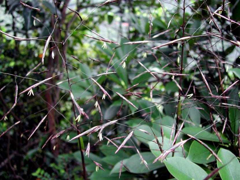 Indocalamus sinicus 華箬竹(花)