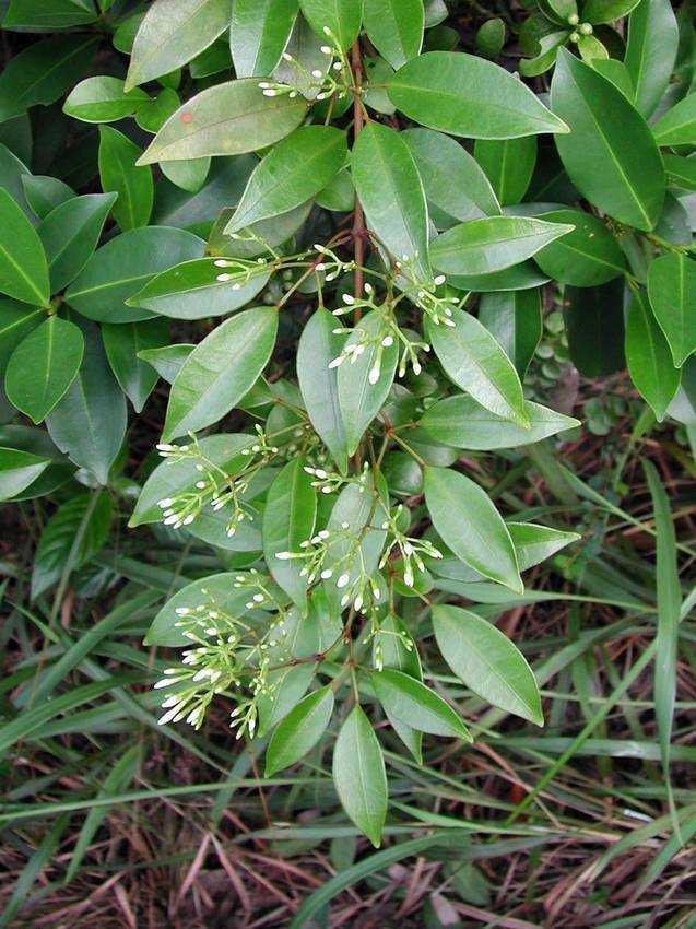 Jasminum lanceolarium 清香藤