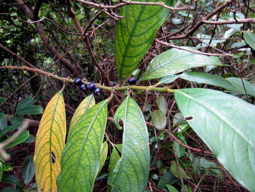 Lasianthus chinensis 粗葉木