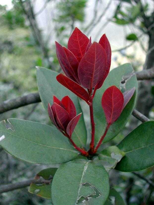 Litsea rotundifolia 豺皮樟