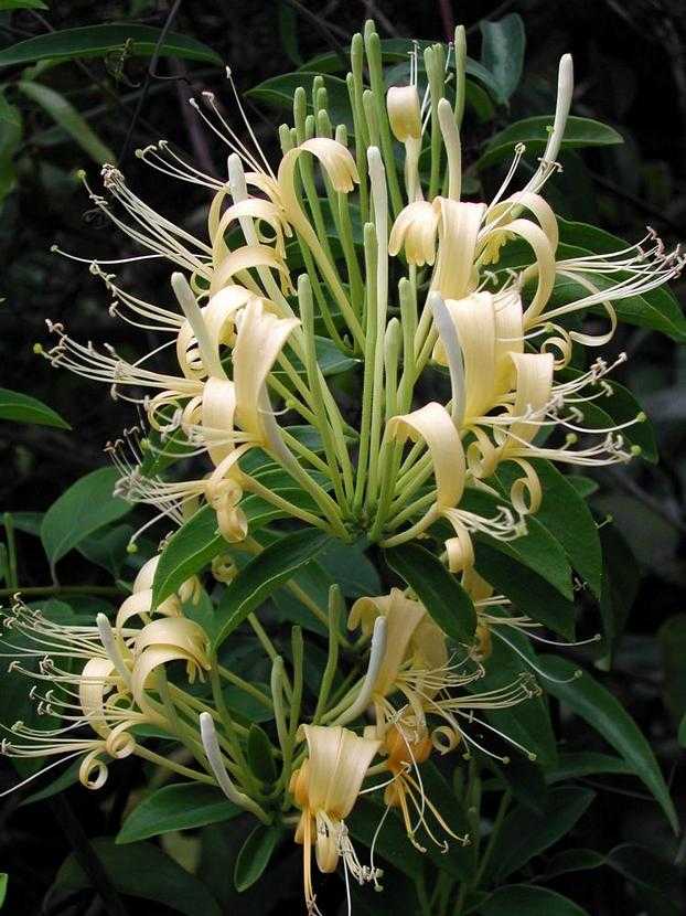 Lonicera japonica 金銀花
