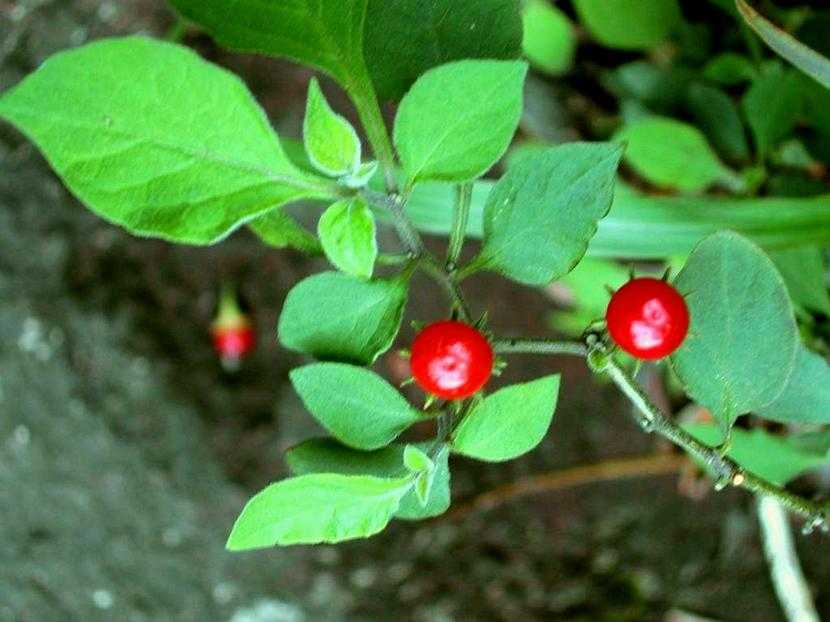 Lycianthes biflora 十萼茄