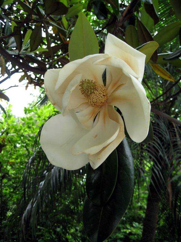 Magnolia grandiflora 荷花玉蘭