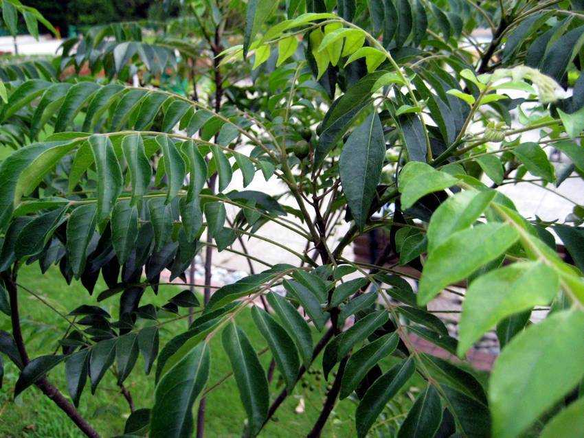 Murraya koenigii 咖喱葉樹
