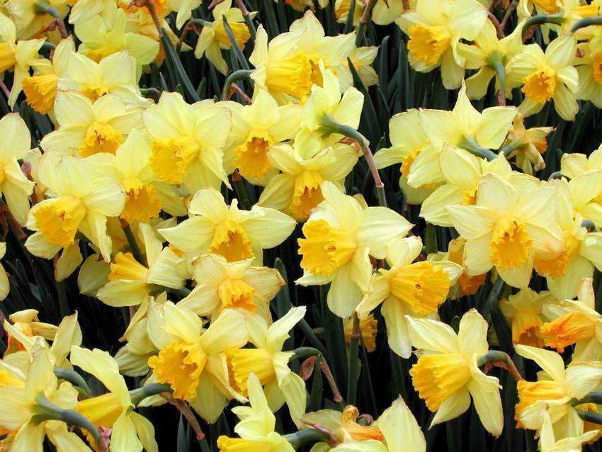 Narcissus pseudo-narcissus 黃水仙