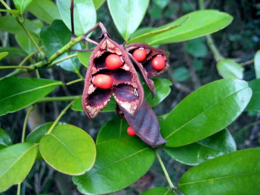 Ormosia emarginata 凹葉紅豆