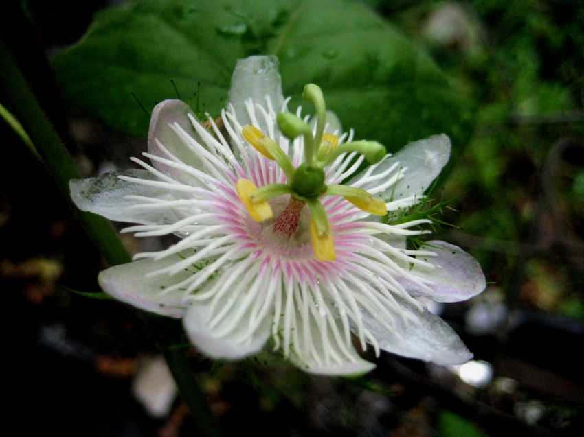Passiflora foetida 毛西番蓮
