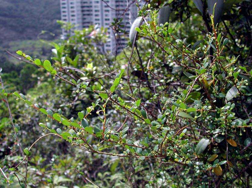 Phyllanthus cochinchinensis 越南葉下珠