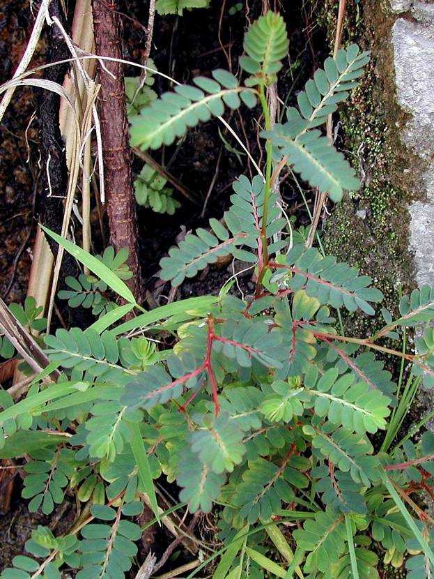 Phyllanthus urinaria 葉下珠