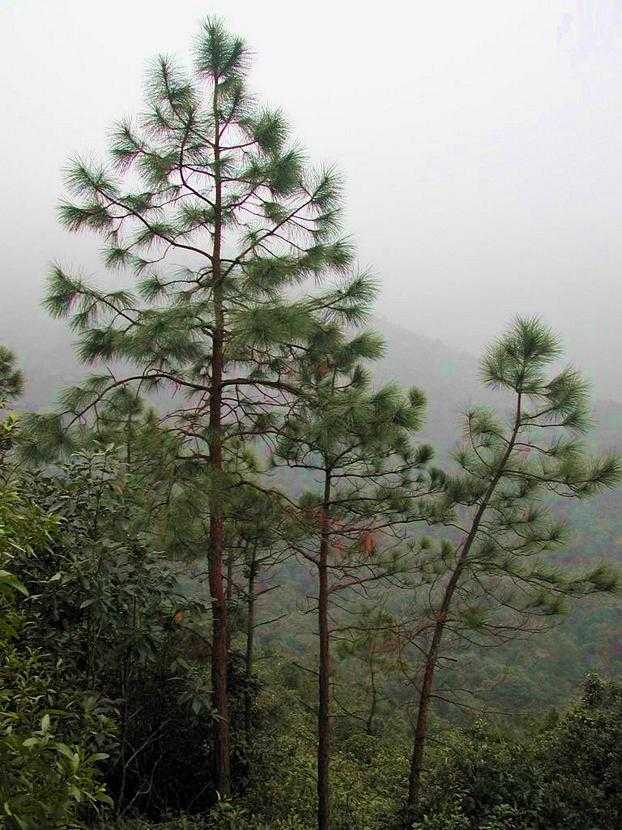 Pinus elliottii 愛氏松