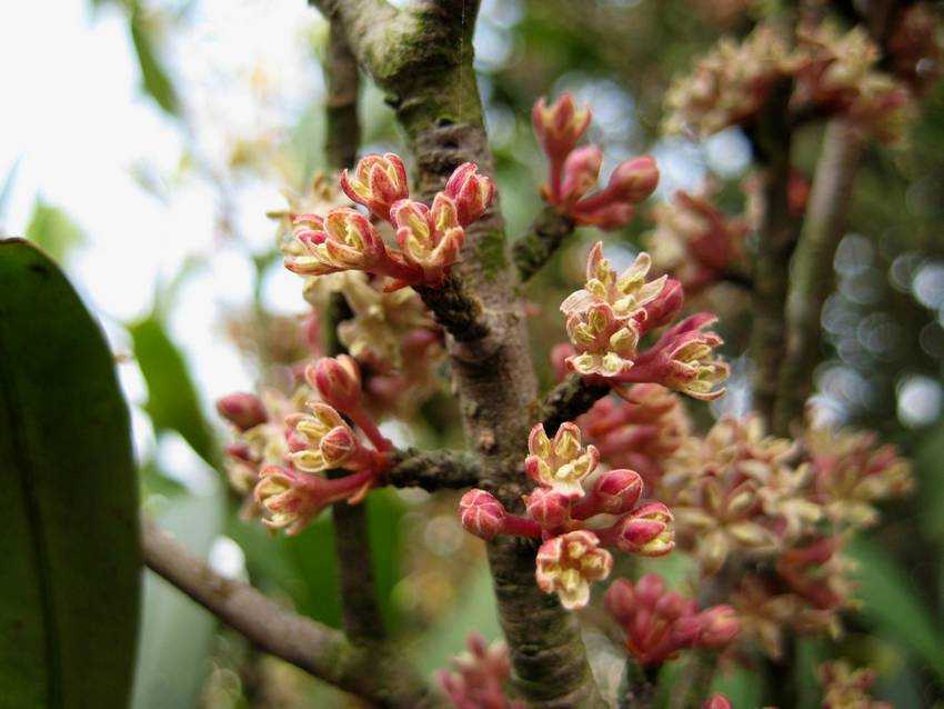 Rapanea neriifolia 密花樹