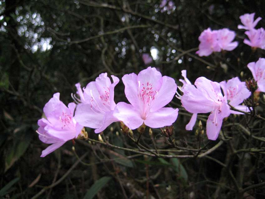 Rhododendron farrerae 華麗杜鵑