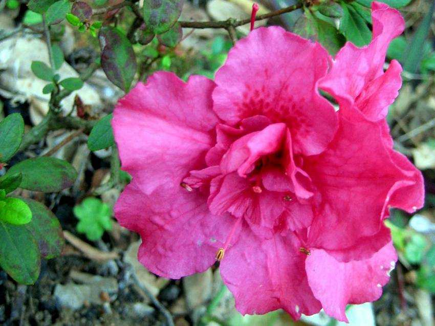 Rhododendron hybridum 西洋杜鵑