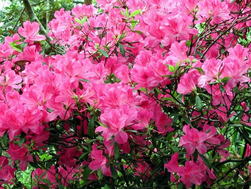 Rhododendron pulchrum 杜鵑花