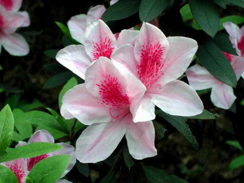 Rhododendron pulchrum 杜鵑花