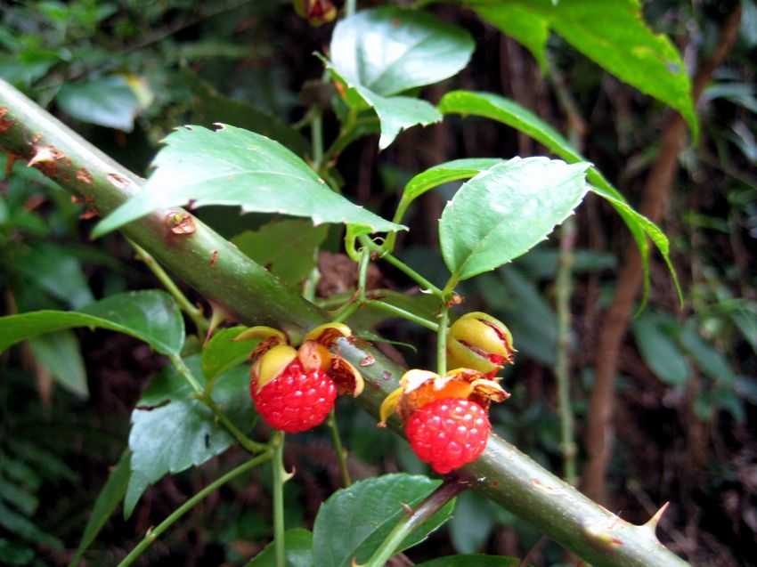 Rubus leucanthus 白花懸鉤子