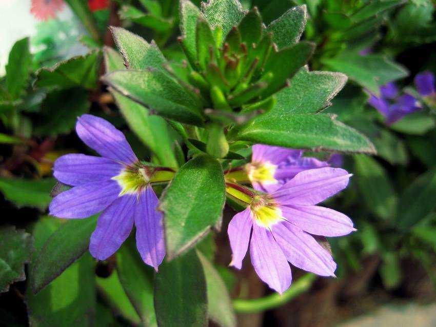 Scaevola aemula 紫扇花