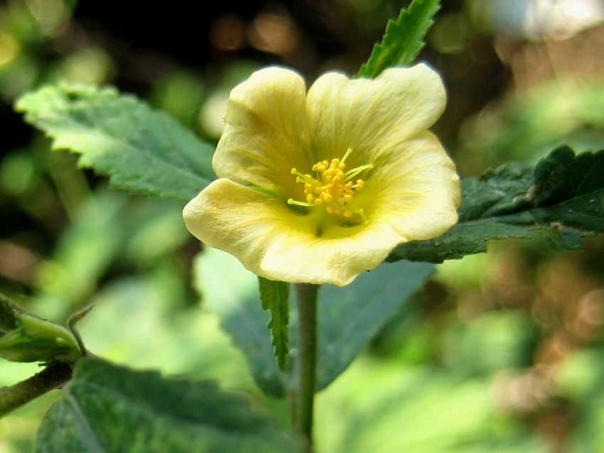Sida rhombifolia 黃花稔