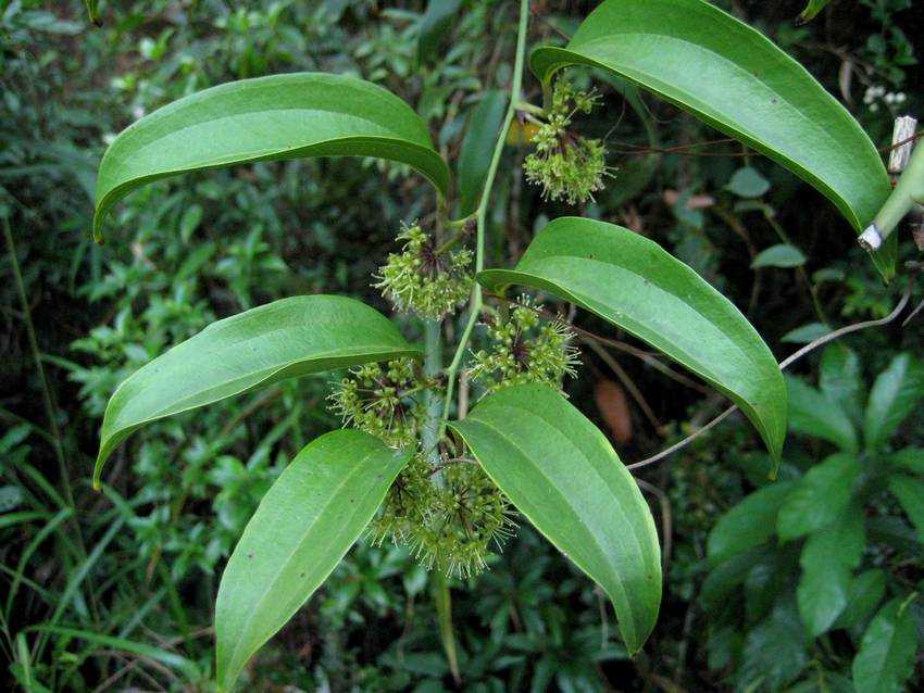 Smilax lanceaefolia var. opaca 暗色菝契