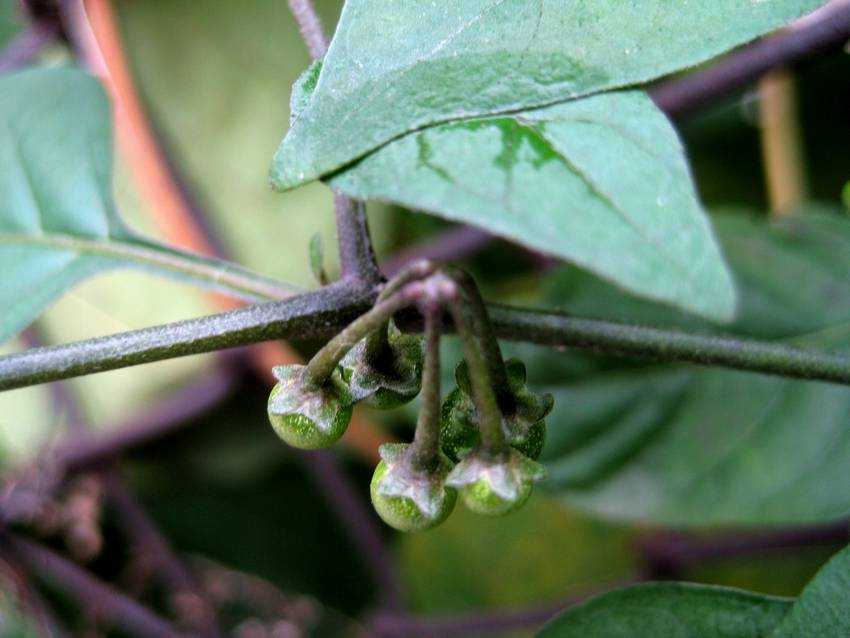 Solanum photeinocarpum 少花龍葵